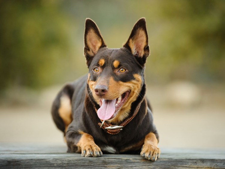 Австралийские овчарки породы келпи