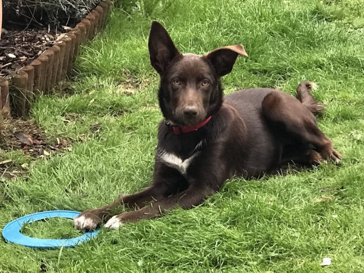 Австралийский келпи