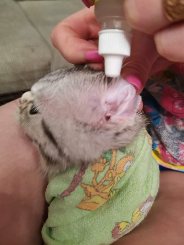 Уход за ушами домашних животных