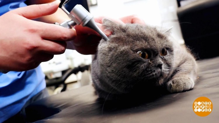 Как правильно чистить уши собаке