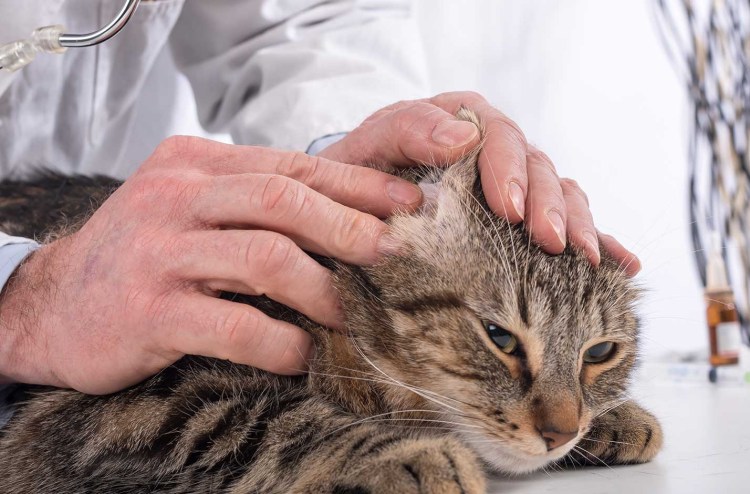 Отодектоз кошки в хорошем качестве