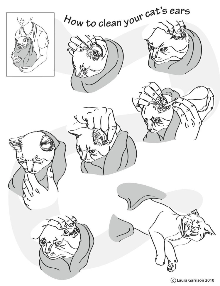 Как почистить уши коту