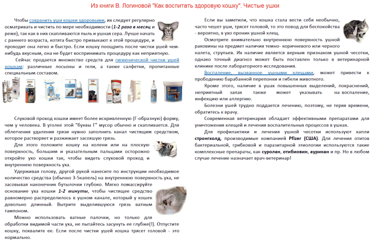 Чесоточный клещ (отодектоз)