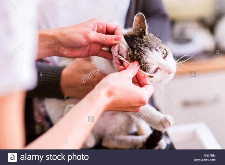 Средство для чистки ушей котятам