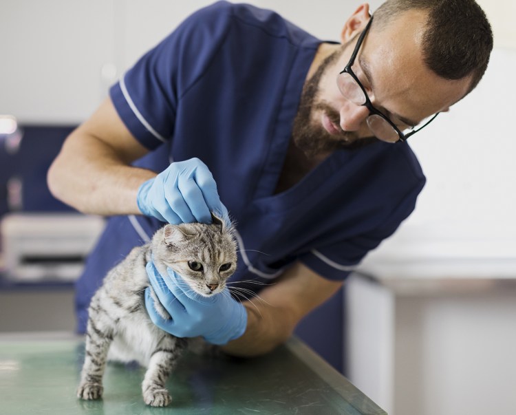 Ветеринар осматривает уши кошке
