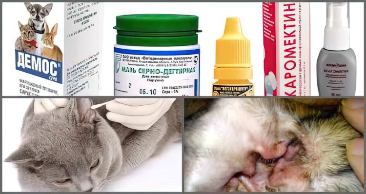 Отодектоз кошки в хорошем качестве