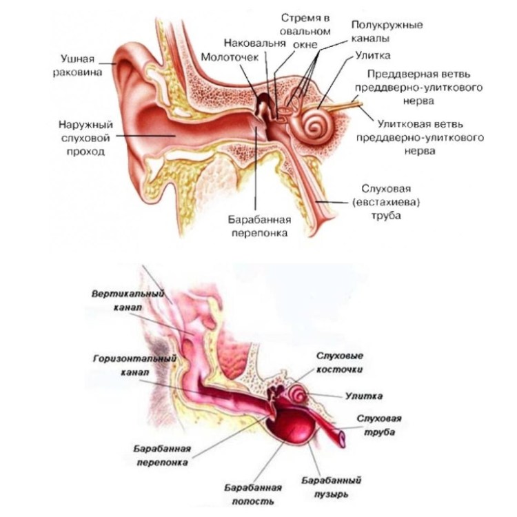 Протираем глазки кошке