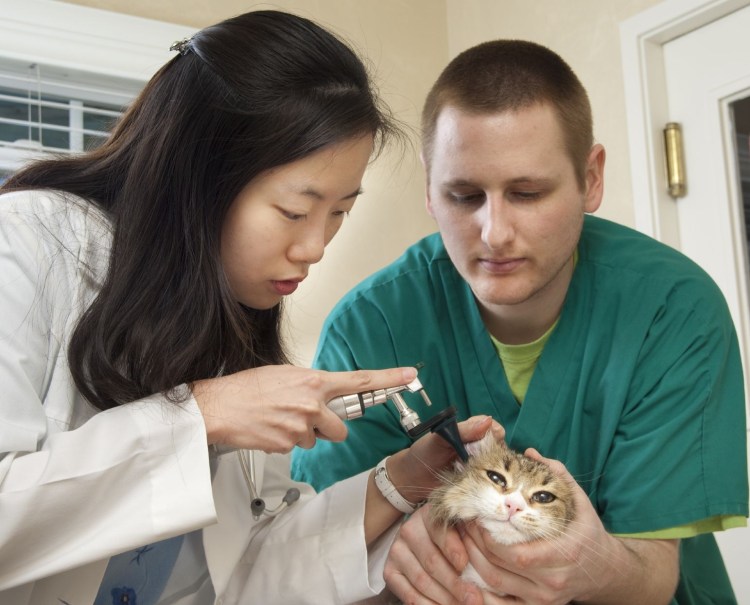 Закапывание в глаза кошке