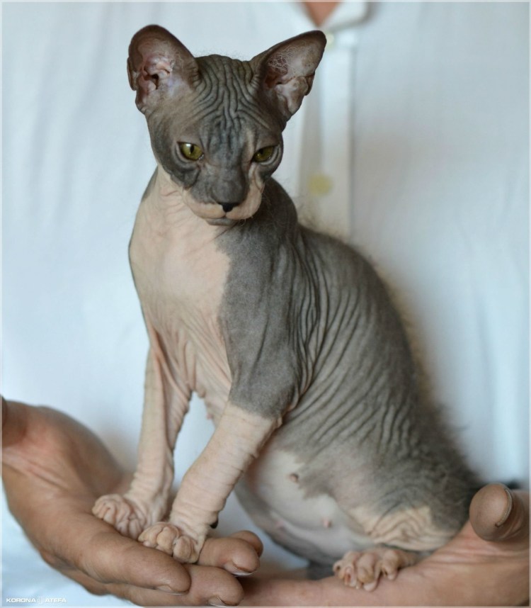 Сфинкс кошка вид сзади