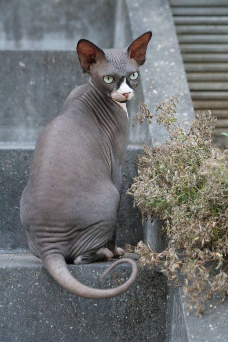 Сфинкс (порода кошек)