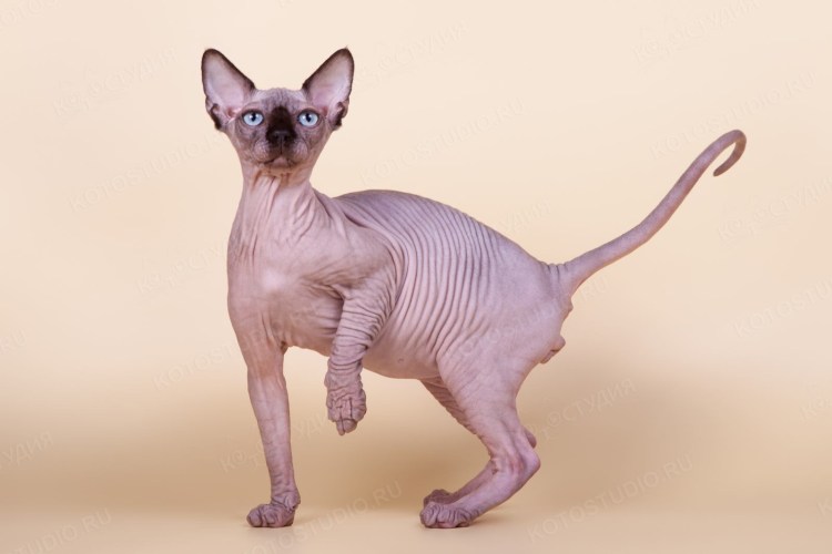 Хвост канадского сфинкса