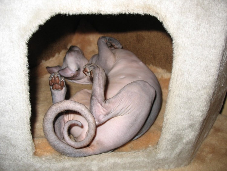 Сфинксы с закрученными хвостами