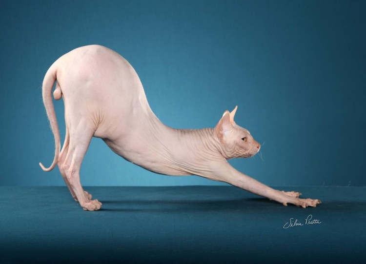 Мускулистый кот сфинкс