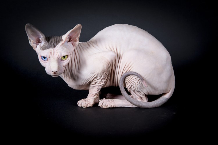 Американский сфинкс кошка