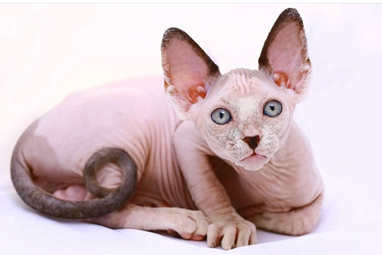Сфинкс порода кошек Донской