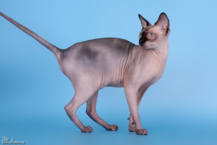 Донской сфинкс хвост