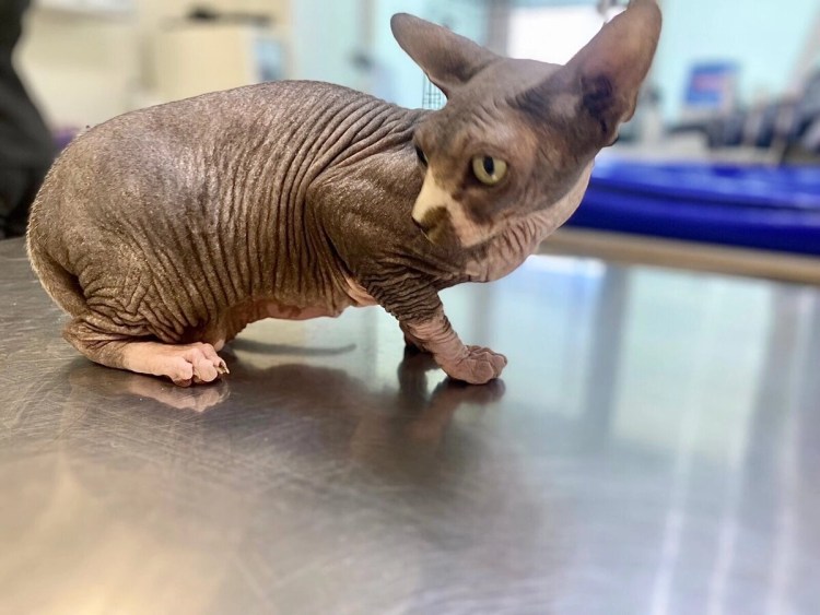 Канадский сфинкс Калико