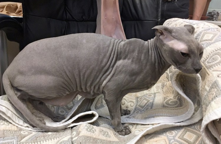 Канадский сфинкс биколор