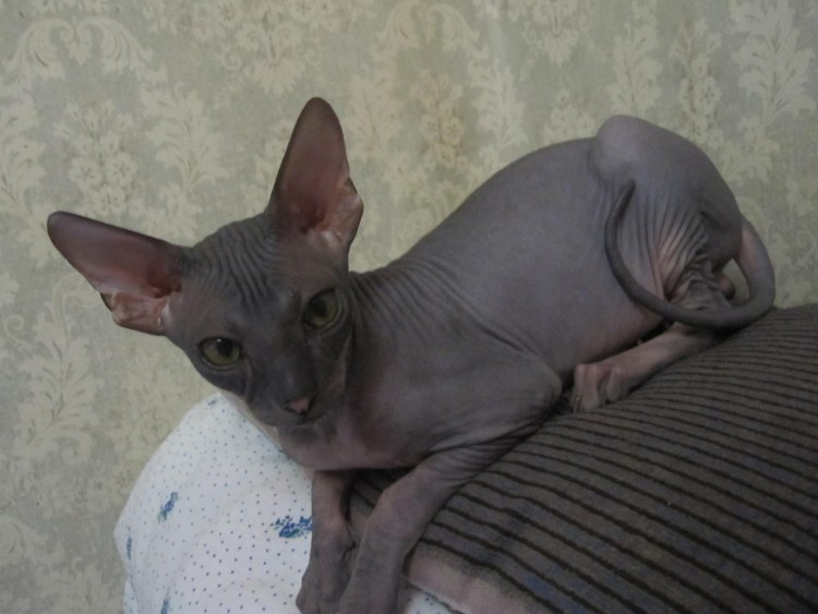 Шерстка у сфинксов