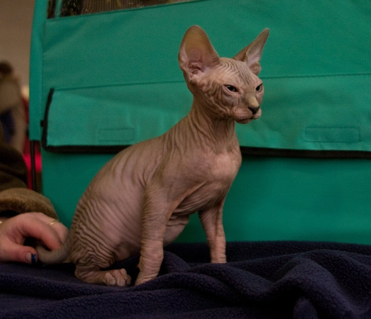 Хвост канадского сфинкса