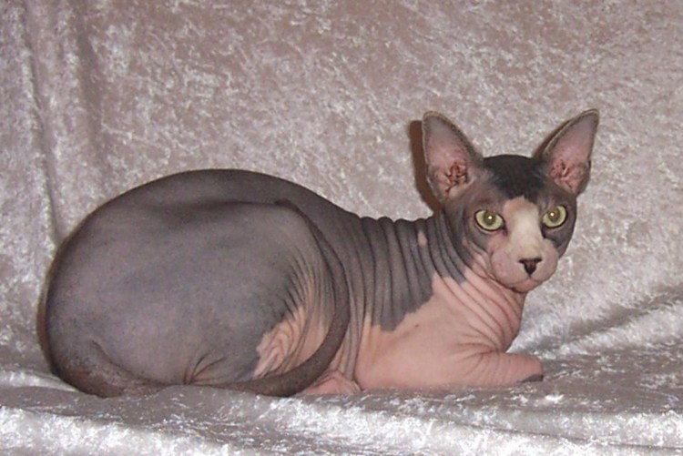 Полосатый канадский сфинкс