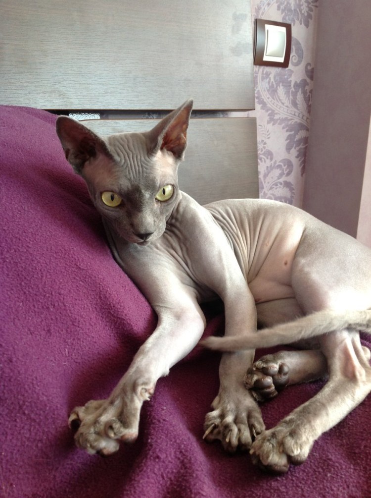 Старый сфинкс