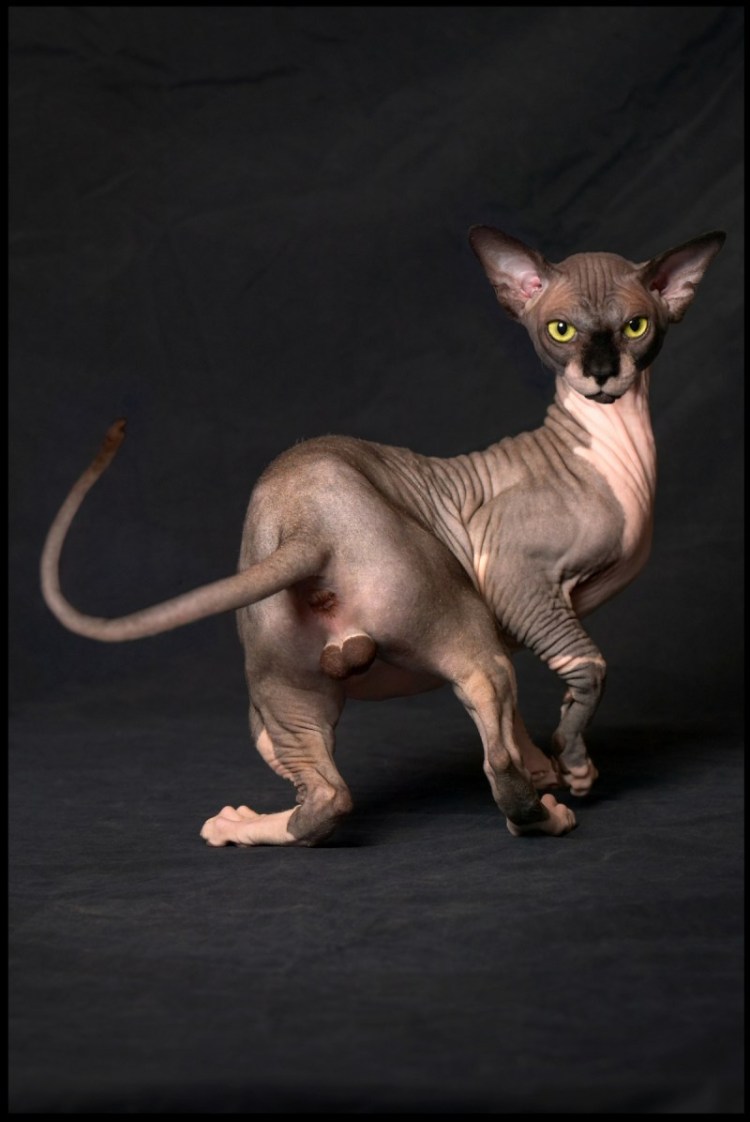 Кошка сфинкс на хвосте черные