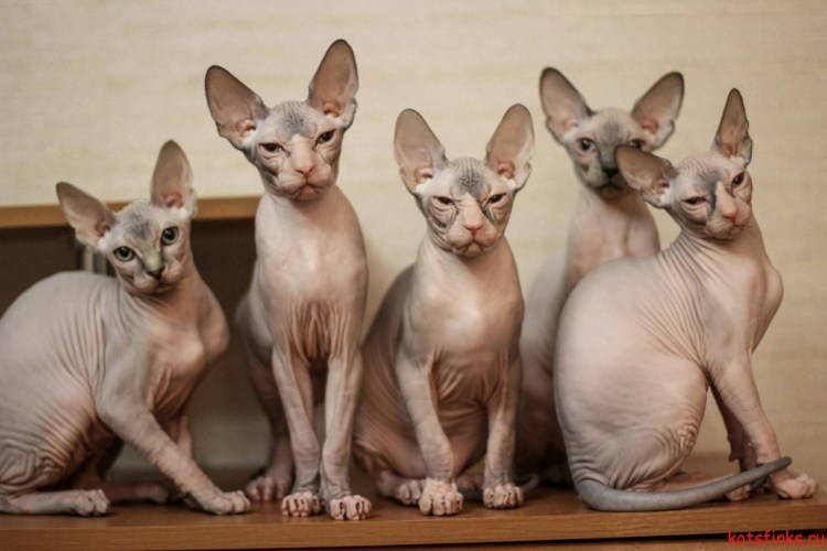 Лысые коты с шерстью