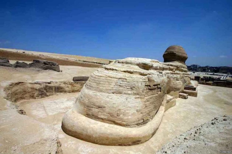 Донской сфинкс хвост