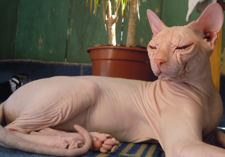 Канадский сфинкс лапы