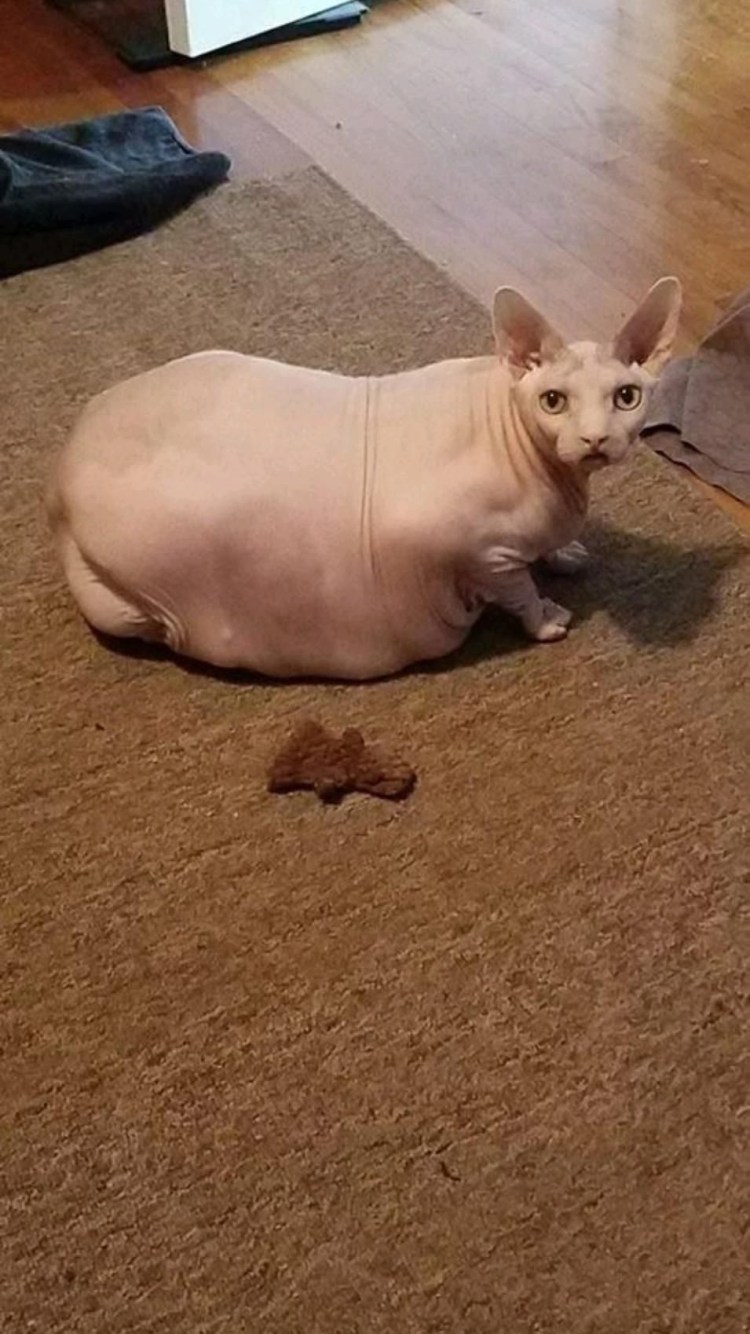 Селеутасский сфинкс