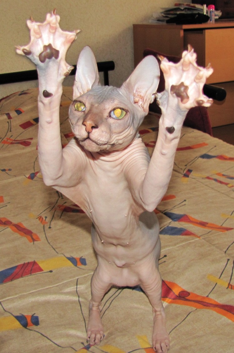 Много котов сфинксов