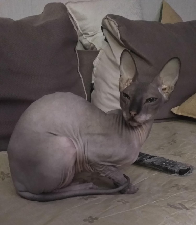 Абиссинская кошка