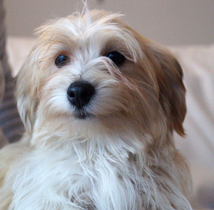 Хаванез терьер