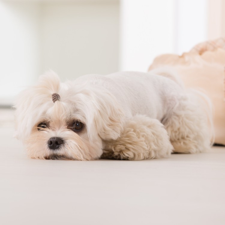 Бишон Болоньез