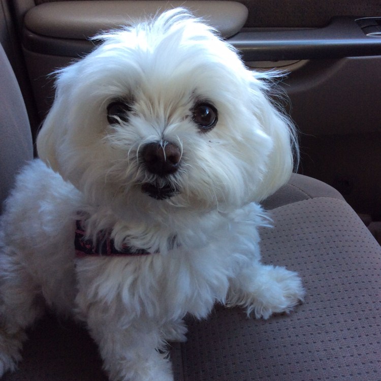 Мальтийская болонка черная