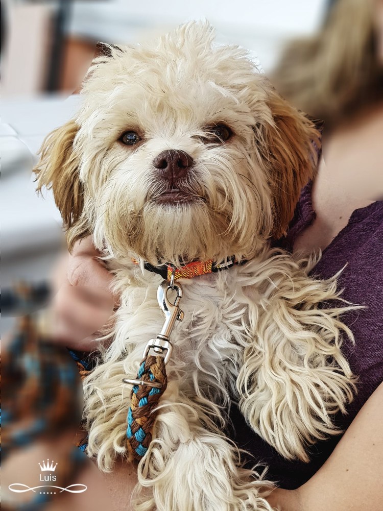 Мальтийская болонка цветная