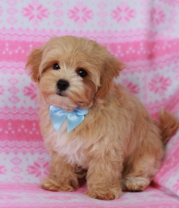 Мальтийская болонка мальтипу