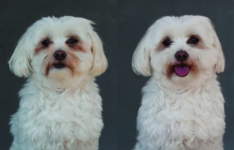 Карликовая болонка белая