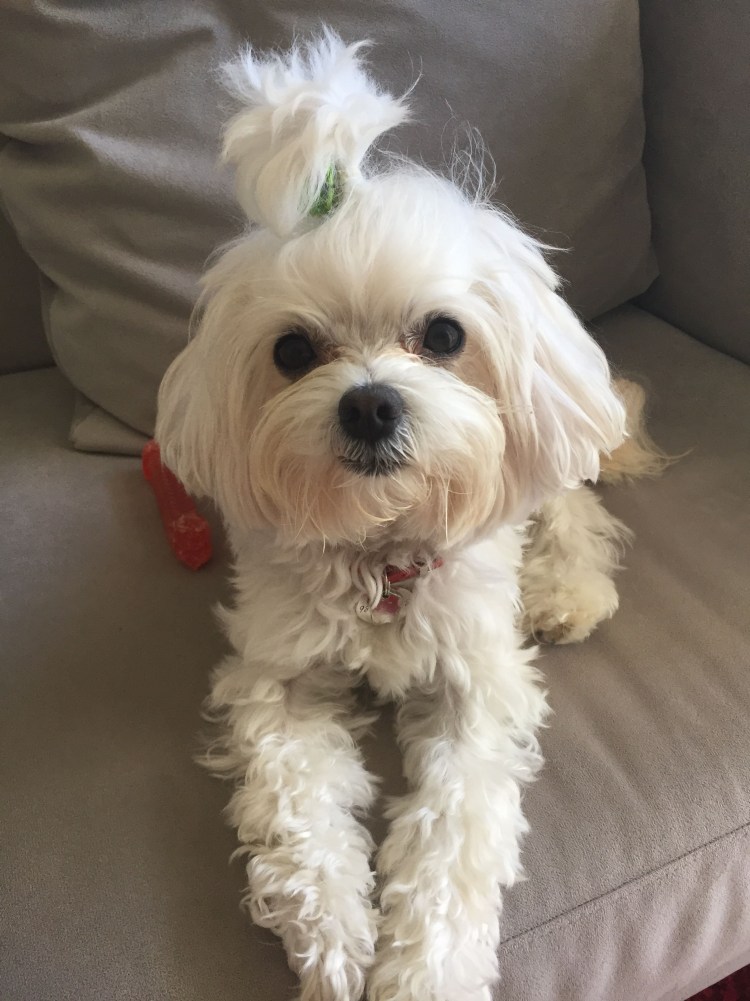 Собачка Мальтийская болонка