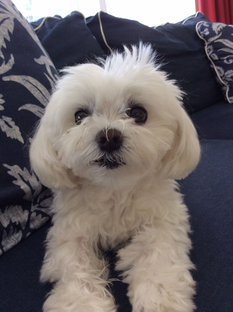 Болонка мальтезе коричневая