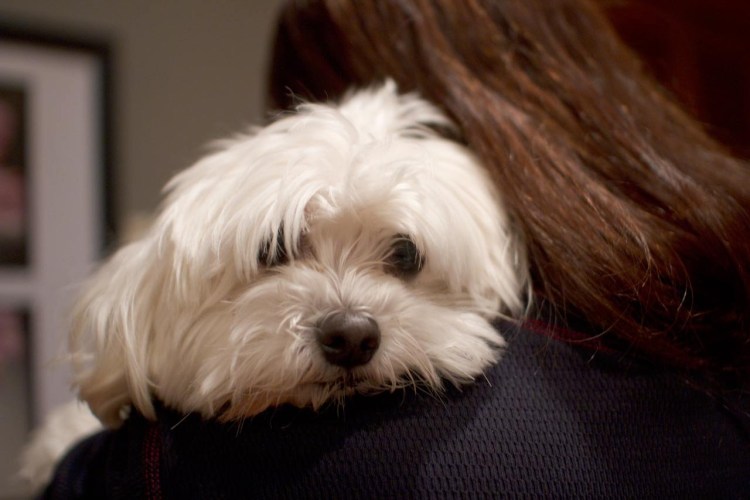 Карликовая болонка коричневая