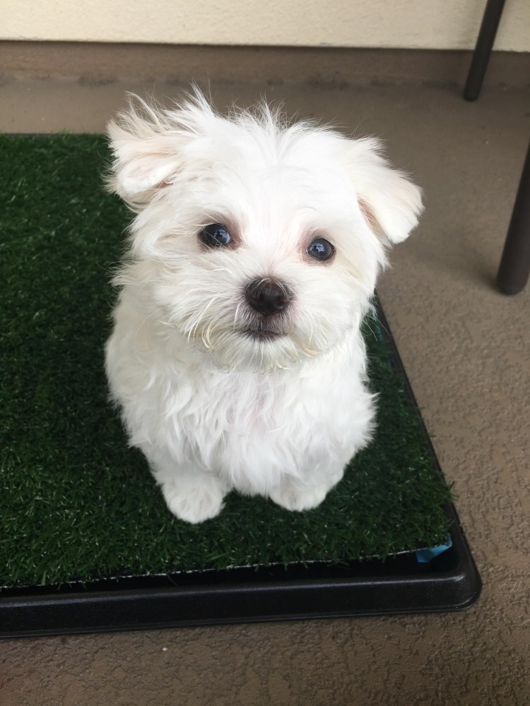 Мальтийская болонка Харт