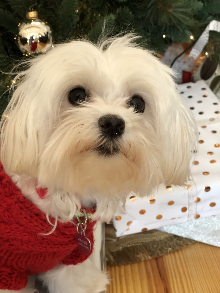 Мальтийская болонка короткошерстная