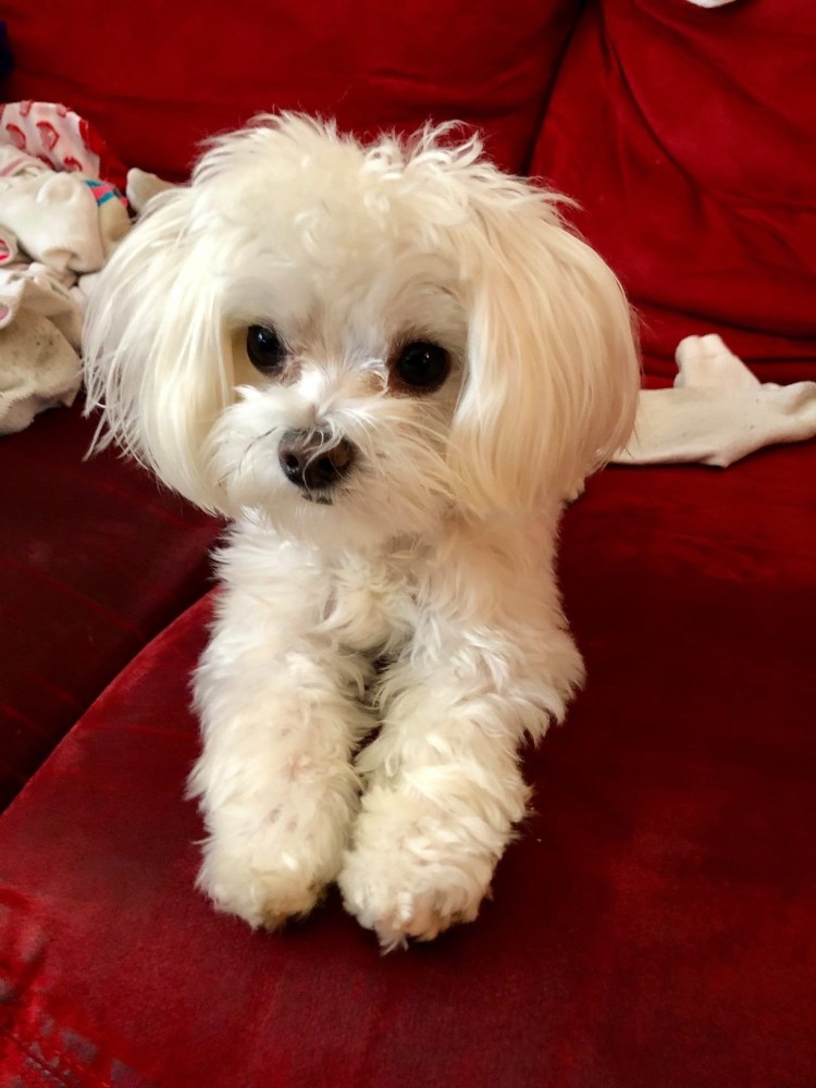 Мальтийская болонка мальтипу