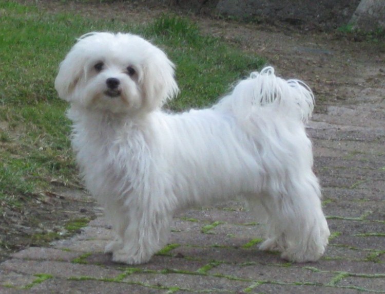 Мальтийская болонка мальтезе грустная