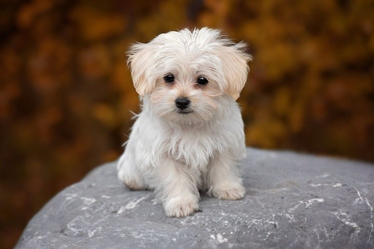 Карликовая Мальтийская болонка