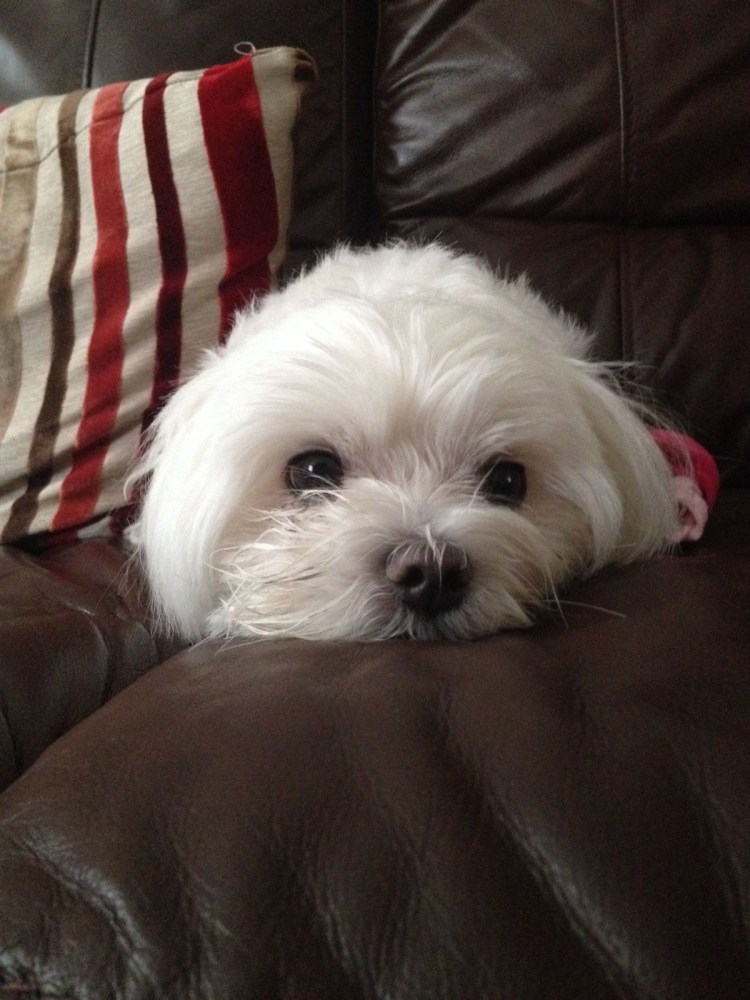 Болонка мальтезе коричневая