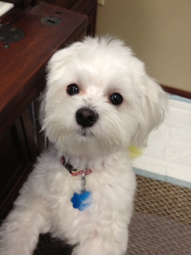 Пудель мальтипу чёрный