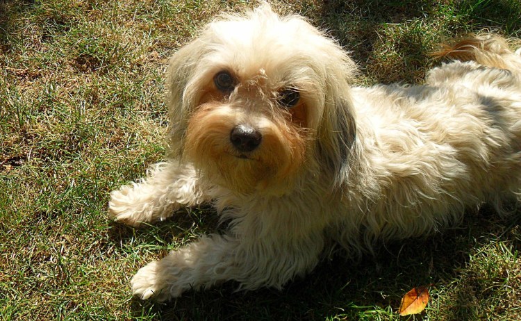 Мальтипу белая болонка